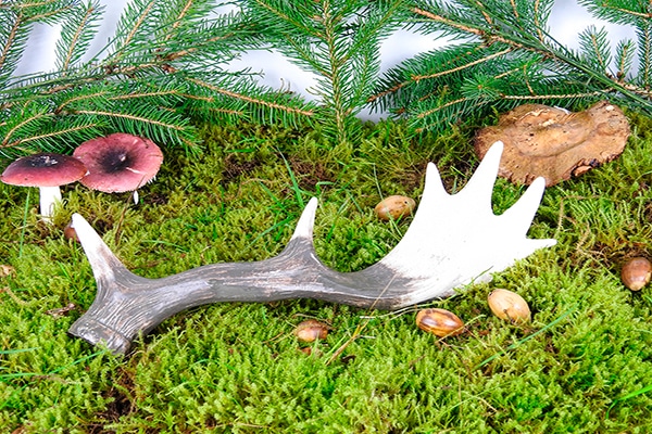 ddyr-gevir_kf97csnc4dyai20l.jpg None